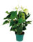 Bloomique - Anthurium Andreanum - Weiß - Flamingoblume - Blühende Zimmerpflanzen - Pflegeleicht - Höhe 40-50 cm - Topf 14 cm