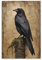 FOCCAR Rustikale Krähe Leinwand Wandkunst Smart Cute Bird Vintage Wild Tier Poster Wanddekoration Malerei Kunst für Zuhause Zimmer Kunstwerk