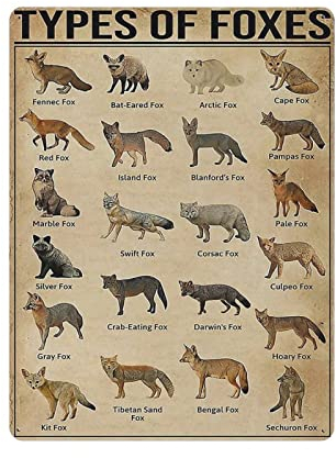 Types of Foxes Poster Metall Blechschild Kunst Wandschild Dekor Vintage Retro Schild Eisen Malerei Aluminium Schild für Heimdeko Bar Shop Männer Höhle Outdoor Garage Indoor 16x12