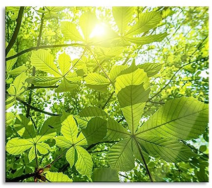 Grüne Blätter Herdabdeckplatte & Spritzschutz aus Echtglas | Für Herd-Kochfelder | 60x52 cm