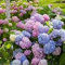 Aamish Hortensie Blumensamen
