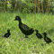 Lot de 4 piquets en métal en forme de canard pour jardin - Décoration de jardin en forme d'animal - Accessoires décoratifs pour l'extérieur et la pelouse - Piquets décoratifs pour la décoration.