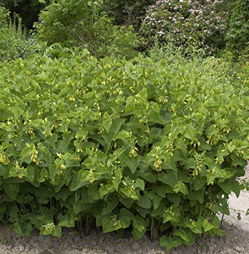 Pfeifenwinde Clematis - Aristolochia clematitis