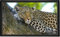 Viquel Schreibtischunterlage mit Leopardenmuster - Schreibtischunterlage mit Tiermotiv