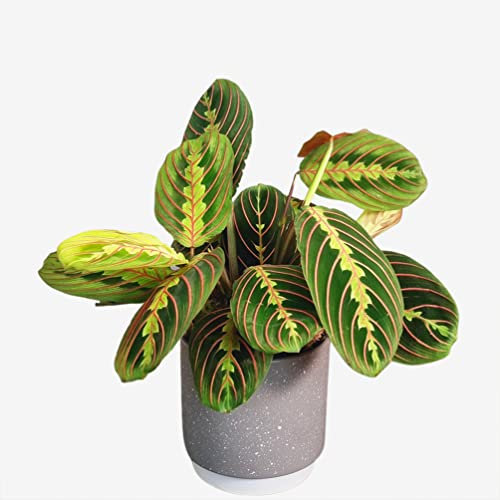 Prayer Plant (Maranta Fascinator) – Lush Indoor Houseplant for Home & Office – Air-Purifying, Easy-Care Greenery
