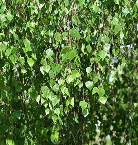 Hochstamm Trauer-Birke Youngii 60-80cm - Betula pendula