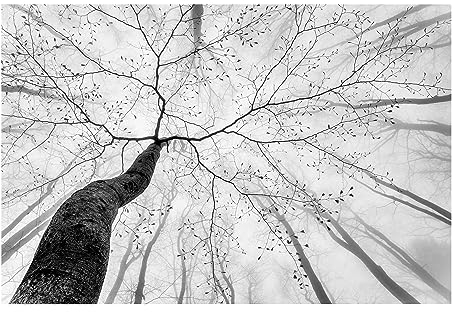 Bilderwelten Fototapete Wald 320 x 480 cm Vlies-Tapete XXL Waldtapete Baumkronen im Himmel Smart Wandtapete Wanddekoration Wohnzimmer Schlafzimmer