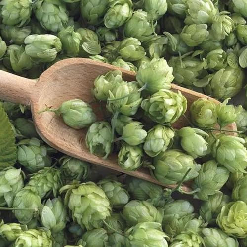 150 pcs wilder hopfen samen, hopfen pflanze kaufen, wildblumenwiese saatgut mehrjährig, seed hopfen samen zum pflanzen - Humulus lupulus - blumensamen, garten blumenbeet, steingartenpflanzen