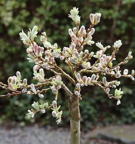 Hochstamm Schweizer Kätzchenweide 40-60cm - Salix helvetica - lebende Gartenpflanze aus den Baumschulen