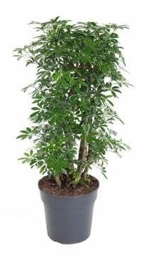 Fresh Plants Zimmerpflanzen -Schefflera 'Lusean' - Topf Ø 27 cm - Höhe ca. 110 cm