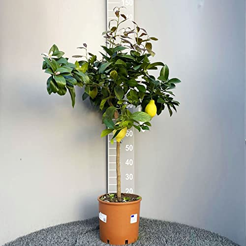 SAVINI VIVAI Pianta di Limone Albero Agrumi Lunario Limone ad Alberello in Vaso da 24 cm altezza 90-110 cm 3-4 Anni di innesto Made Italy