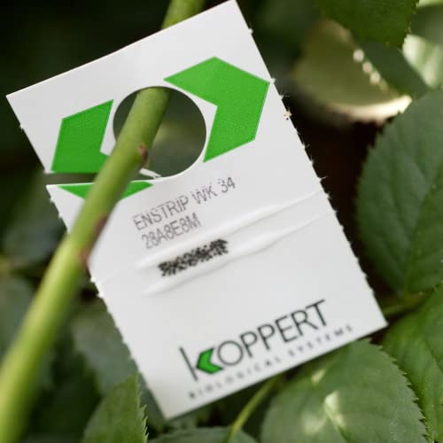 Dragonfli Whitefly Killer - Encarsia formosa Parasitic Wasp Cards - Natural Biological Control (10 Cards)