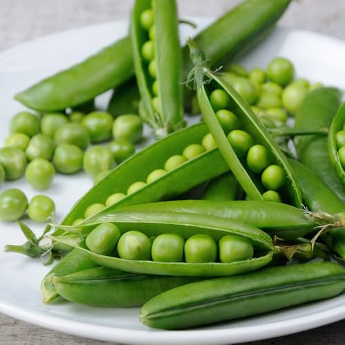 Pea Kelvedon Wonder Seeds – Fast-Growing & High-Yield Variety – Sweet & Tender – Fresh Tasty Beans – for Your Kitchen Garden