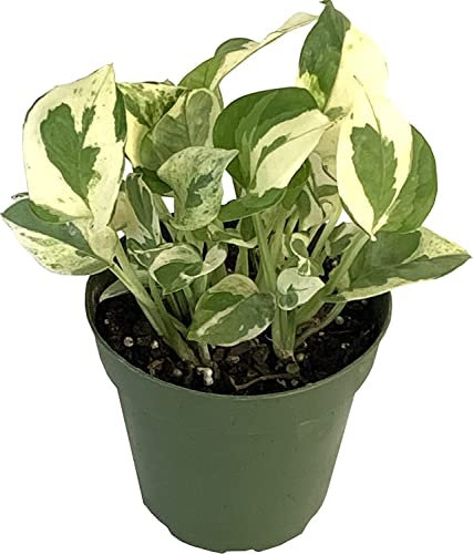 Epipremnum Happy Leaf - Potho Variegata - Planta de Interior - Planta Natural