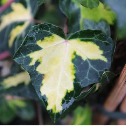 Gold grüner Efeu - Hedera helix ‘Goldheart' - 50-60 cm Topf