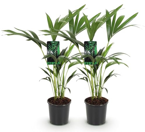 Howea Forsteriana - Palmier Kentia - 2 plantes - 70 - 75 cm - 17 cm - Palmiers d'intérieur faciles d'entretien avec des frondes élégantes - Plantes vertes robustes et purifiantes pour un intérieur