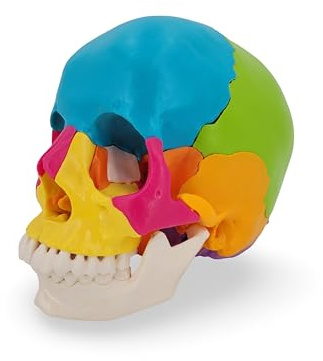 Cranstein A-253 Osteopathie Schädelmodell, 22-teilig, didaktische Version