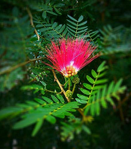 Albizia Julibrissin Mimosa, Acacia di Costantinopoli, Pianta in Vaso ø10 cm h 50/60 cm Vivaio di Castelletto