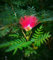 Albizia Julibrissin Mimosa, Acacia di Costantinopoli, Pianta in Vaso ø10 cm h 50/60 cm Vivaio di Castelletto