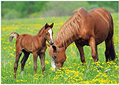 Wallario Poster - Pferde auf der Koppel in Premiumqualität, Größe: 70 x 100 cm (Riesenposter)