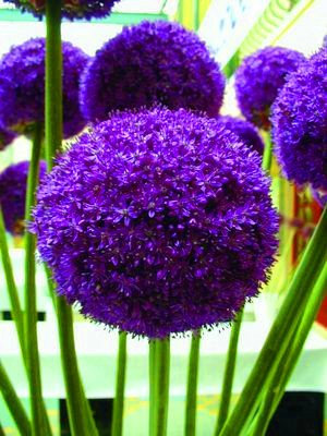 100pcs/Blau Kugeldistel (Echinops Ritro) Blumensamen Allium Samen Schöne Blumensamen Topfpflanze für Hausgarten 5 packen