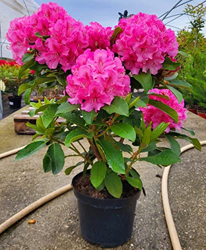 POWERS TO FLOWERS - RODODENDRO ROSA INTENSO XXL, RHODODENDRON, IN VASO 22CM DIAMETRO, pianta vera