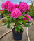 POWERS TO FLOWERS - RODODENDRO ROSA INTENSO XXL, RHODODENDRON, IN VASO 22CM DIAMETRO, pianta vera