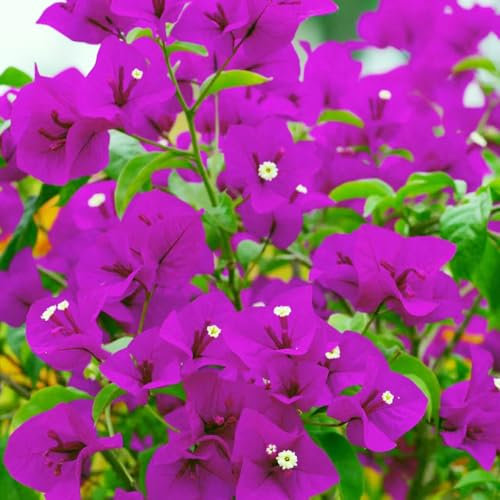 Pianta di bouganville - semi semi di prato fiorito piante rampicanti alberi giardino erbe piante sempreverdi resistenti - Piante rare - piante perenni resistenti fiori da 45pcs