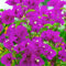 Pianta di bouganville - semi semi di prato fiorito piante rampicanti alberi giardino erbe piante sempreverdi resistenti - Piante rare - piante perenni resistenti fiori da 45pcs