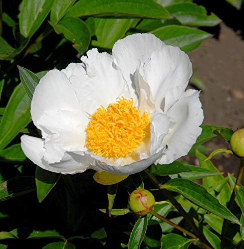 Edelpfingstrose Krinkled White - Paeonia lactiflora