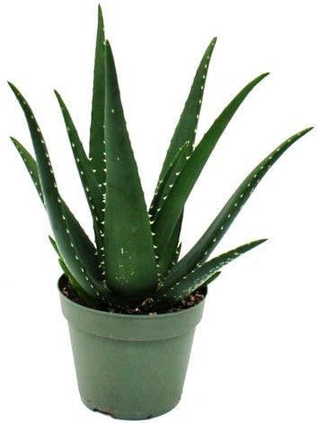 Aloe Medivera - Nouvelle culture d'aloe vera - Pot de 14 cm - Environ 30 cm de haut - Équateur