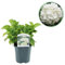 Hortensia - Hydrangea macrophylla Azul - Flor Blanca - 1 Planta - Caduca - Bajo mantenimiento - 30cm - Ø18cm - Planta de jardín
