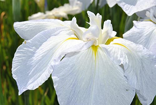 Iris sibirica 'Snow Queen' ca. 11x11 cm Topf - Sibirische Schwertlilie, weiße Blüten, Blütezeit Mai-Juni, ideal für feuchte Standorte, winterhart und pflegeleicht