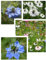 Blumensamen Set Drei Nigella Sorten 3 Sorten Nigella Blau, Weiß, Rosa * Jungfer im Grünen Schnittblumen Samen für Bauerngarten, Kübel und Topf