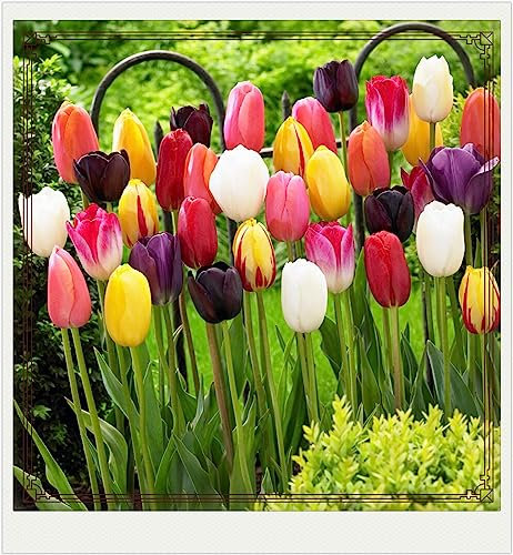 Tulpenzwiebeln-Winterhart MehrjäHrig,Tulpenzwiebeln Winterhart,Tulpen Pflanzen,Tulpenzwiebeln Winterhart Aus Holland,In Töpfe Pflanzen,Zuverlässiger Verkäufer-15zwiebeln-d
