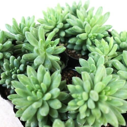 Semillas de suculenta Sedum verde (30 unidades) para cultivo