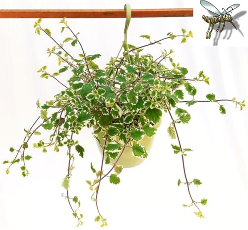POWERS TO FLOWERS - INCENSO, PLECTRANTHUS BASKET XXL, pianta vera