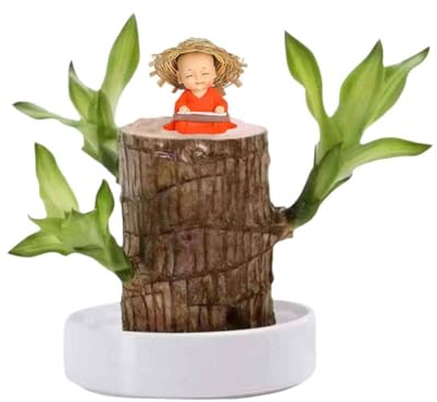 Brasilianische Holzpflanze Mini Brasilien Glücksholz Pflegeleicht Brasilianisches Holz Hydrokultur Holzpflanze mit Pflanzen Brazilian Lucky Po