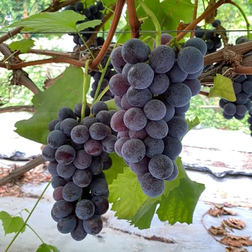 25 pcs weintrauben pflanzen samen - weinrebe - bonsai baum, bio saatgut, trauben pflanzen samen (Vitis vinifera) blumensamen, pflanzensamen hochbeet, sukkulenten samen exotische früchte,