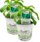 Stevia - Süßkraut - Stevia Rebaudiana 2 Pflanzen, Frische Kräuter Pflanze
