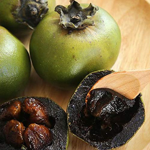 Black SAPOTE Plantante de 6 meses 15-20 cm Maceta 10