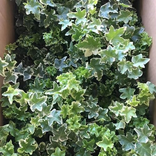 350 pcs efeu pflanze echt hängend - Hedera helix - gartenpflanzen winterhart mehrjährig, efeu samen winterhart, steingartenpflanzen winterhart balkonpflanzen winterhart mehrjährig
