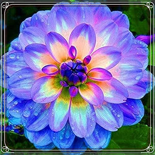 Dahlien zwiebeln -Gemischt Dahlien Knollen Gartenarbeit Zwiebeln Winterhart MehrjäHrig -Eine Starke Pflanze -Mit Gutem Wachstum