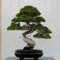 Vista 50 Wacholder Bonsai Baum Topfblumen Büro Bonsai reinigen die Luft absorbieren schädliche Gase Wacholder Samen