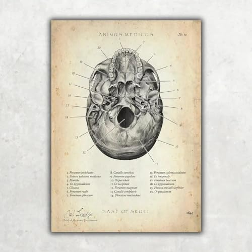 Schädelbasis Anatomie A2