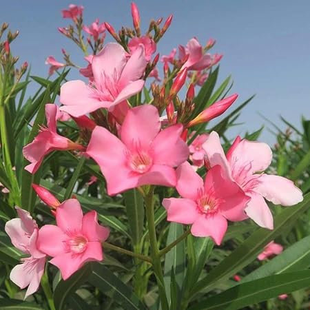 Semillas de flores de adelfa rosa 100 piezas frescas