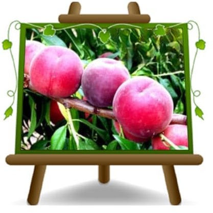 Pesche a Polpa Rossa della Vigna – Pianta da frutto antico su Vaso: ø 20 cm. - Altezza: 150~170 cm. - Età: 2 anni.