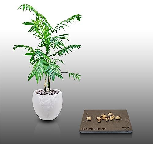 10 graines à semer - Le Grenier d'Abondance - PALMIER De Pacaya - Chamaedorea Tepejilote