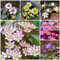 450 pcs leberblümchen samen kaufen - Hepatica nobilis - gastgeschenk blumensamen, balkon beet leberblümchen pflanze bienenweide, topfpflanzen für draußen bienenfreundliche blumensamen,