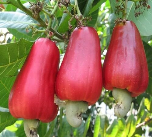 New 5pcs Red Cashew Nut Tree Seeds